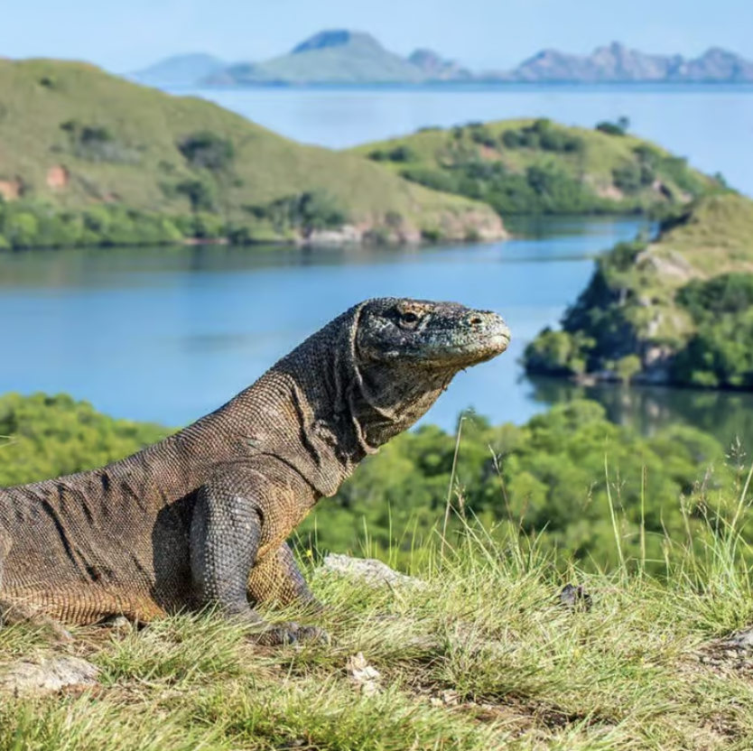 Cap sur les îles Komodo