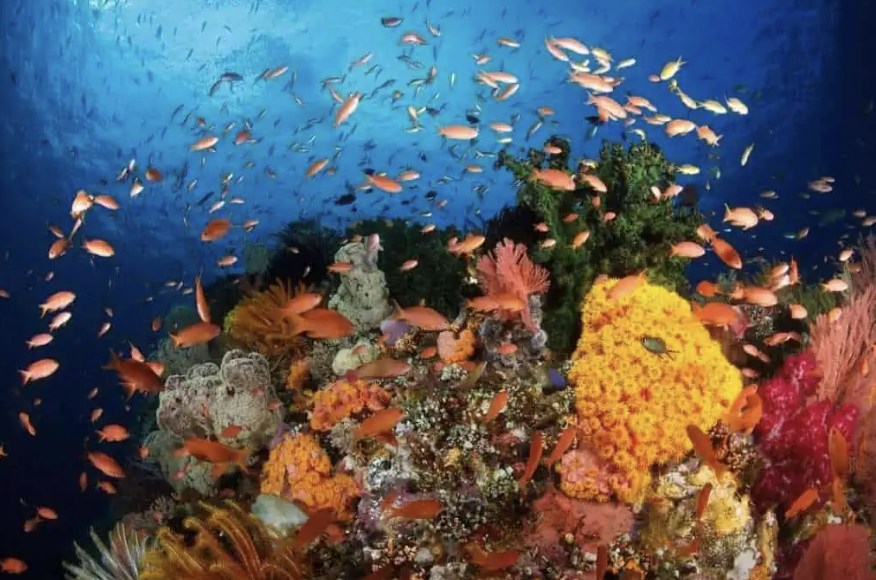 Les fonds marins indonésiens
