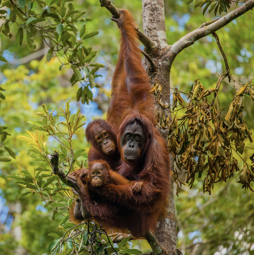 Une aventure dans la jungle